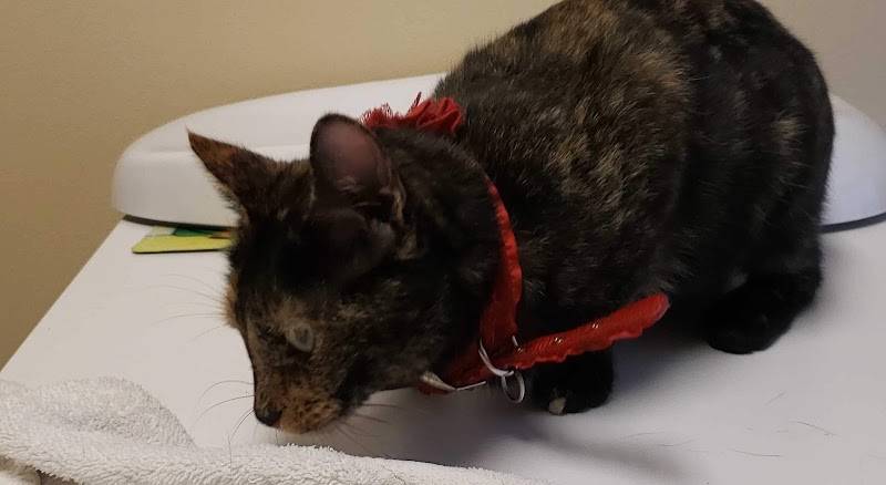 Capital Heights Veterinary Clinic