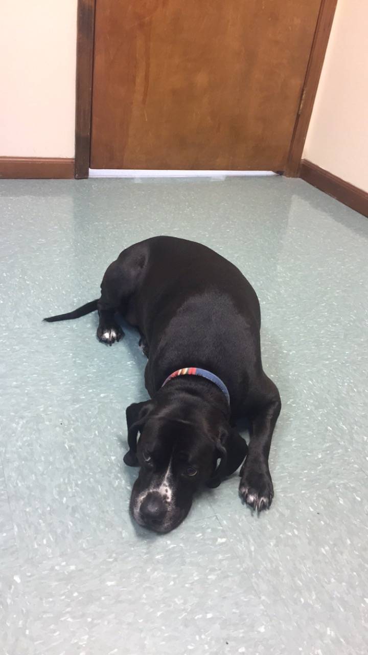 Capital Heights Veterinary Clinic